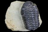 Bargain, Morocops Trilobite - Visible Eye Facets #84722-1